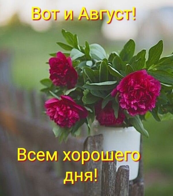 Поздравление с августом: букет розовых пионов в вазе и пожелание хорошего дня. Красивая летняя картинка для соцсетей и мессенджеров. Открытка Вот и август! Всем хорошего дня! Красивое поздравительное изображение с букетом ярко-розовых пионов в белой вазе на фоне летнего сада. На картинке нанесен текст на русском языке: «Вот и Август!» сверху и «Всем хорошего дня!» снизу