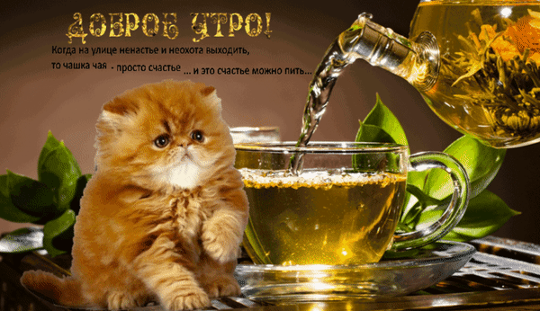 Милый рыжий котенок и чашка горячего чая. Уютное изображение с надписью «Доброе утро!» для создания позитивного настроения и атмосферы тепла. Анимированная открытка Доброе утро! Уютное и теплое изображение с маленьким рыжим котенком, сидящим рядом с чашкой ароматного чая. На картинке изображен процесс наливания золотистого чая из стеклянного чайника в прозрачную чашку. На фоне видна надпись на русском языке: «ДОБРОЕ УТРО! Когда на улице ненастье и неохота выходить, то чашка чая — просто счастье... и это счастье можно пить...». Идеальное изображение для создания атмосферы уюта, спокойствия и позитивного настроения