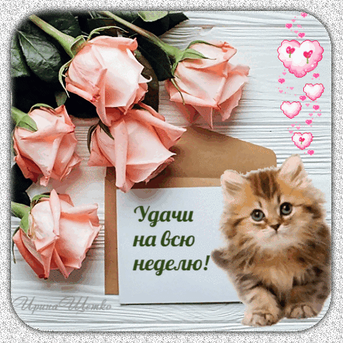 Милая открытка с розовыми розами и пушистым котенком. Надпись: «Удачи на всю неделю!». Идеальное пожелание доброго настроения и удачи для близких. Анимированная открытка Удачи на всю неделю! Красивая и нежная открытка с нежно-розовыми розами и очаровательным пушистым котенком. На картинке изображен светлый фон с цветами и конвертом, на котором расположена поздравительная надпись на русском языке: «Удачи на всю неделю!». Идеальное изображение для пожелания хорошего настроения, вдохновения и удачного начала недели в социальных сетях, мессенджерах или для отправки друзьям и близким