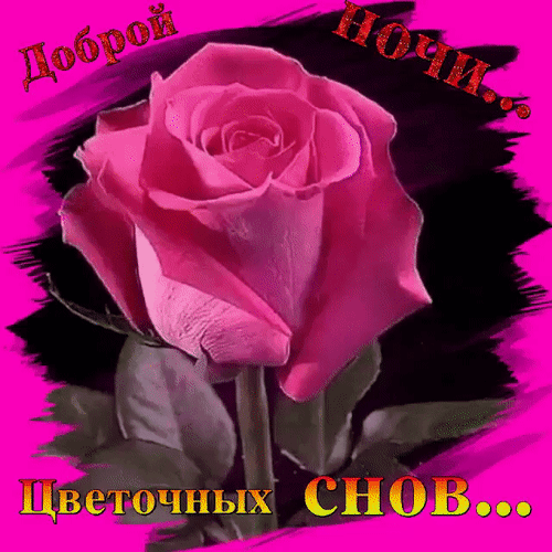 Открытка «Доброй ночи и цветочных снов» с нежной розовой розой. Красивое пожелание спокойной ночи для мессенджеров и соцсетей. Анимированная открытка Доброй ночи Красивое изображение крупным планом: нежно-розовая роза в расцвете на ярко-розовом фоне с черными декоративными элементами. На картинке расположены надписи на русском языке: «Доброй ночи...» в верхней части и «Цветочных снов...» в нижней. Изображение идеально подходит для отправки в мессенджерах (WhatsApp, Viber, Telegram) или социальных сетях в качестве поздравительной открытки для пожелания спокойной ночи близким, друзьям или любимым