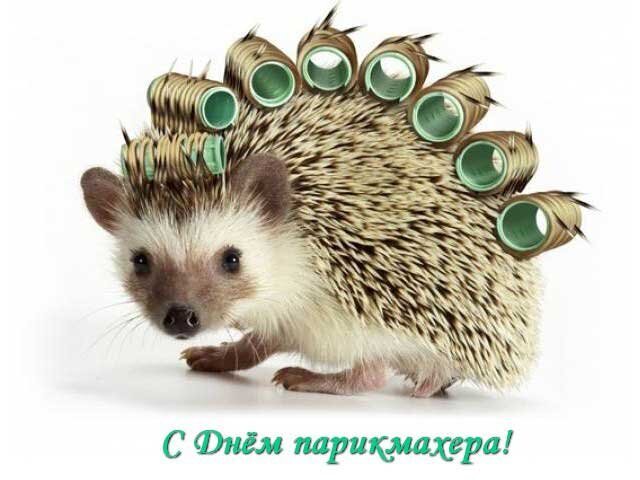 Забавная открытка с ежиком в бигуди и надписью «С Днем парикмахера!». Идеальное поздравление для стилистов и парикмахеров. Открытка С днем парикмахера Забавное и креативное поздравительное изображение с ежиком, на иголках которого вместо привычных колючек накручены бигуди. Картинка выполнена в светлых тонах на белом фоне и сопровождается поздравительной надписью на русском языке «С Днем парикмахера!»