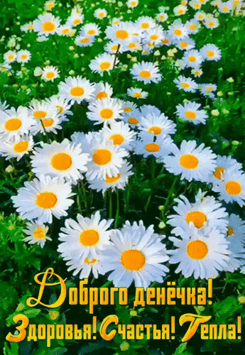 Пожелание доброго дня с ромашками. Надпись: Доброго денечка! Здоровья! Счастья! Тепла!. Красивая открытка с цветами для позитивного настроения. Анимированная открытка Доброго денечка! Здоровья! Счастья! Тепла! Красивое и яркое изображение поля белых ромашек с желтыми сердцевинами под солнечными лучами. На картинке расположена поздравительная надпись на русском языке: Доброго денечка! Здоровья! Счастья! Тепла! Пожелание доброго дня с ромашками. Надпись: Доброго денечка! Здоровья! Счастья! Тепла!. Красивая открытка с цветами для позитивного настроения. Анимированная открытка Доброго денечка! Здоровья! Счастья! Тепла! Красивое и яркое изображение поля белых ромашек с желтыми сердцевинами под солнечными лучами. На картинке расположена поздравительная надпись на русском языке: Доброго денечка! Здоровья! Счастья! Тепла!