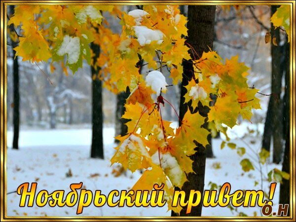 Осенние кленовые листья со снегом и надпись Ноябрьский привет!. Уютное фото природы, передающее атмосферу перехода от осени к зиме. Открытка Ноябрьский привет! Красивое осеннее фото с элементами зимы: ярко-желтые кленовые листья на ветках деревьев, припорошенные свежим белым снегом. На фоне виднеется заснеженный лес и стволы деревьев. В нижней части изображения расположена золотистая надпись на русском языке 