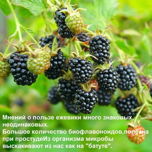 Спелая ежевика на ветке. Текст о пользе ежевики: высокое содержание биофлавоноидов и помощь организму при простуде и борьбе с микробами. Открытка Мнений о пользе ежевики много знаковых, неодинаковых. Большое количество биофлавоноидов, полезна при На изображении крупным планом показаны спелые черные ягоды ежевики, растущие на ветке. Текст на картинке подчеркивает пользу ежевики для здоровья, упоминая высокое содержание биофлавоноидов и ее эффективность при простуде, помогающую организму бороться с микробами