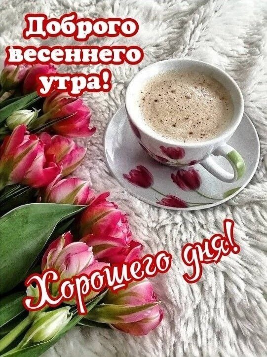 Поздравительная открытка: букет розовых тюльпанов и чашка кофе. Надпись: «Доброго весеннего утра! Хорошего дня!» для доброго настроения. Открытка Доброе весеннего утро Красивая поздравительная открытка к весеннему утру. На светлом пушистом фоне изображен букет нежных розовых тюльпанов и чашка ароматного кофе с пенкой на изящном блюдце. На картинке нанесен праздничный текст на русском языке: «Доброго весеннего утра! Хорошего дня!»
