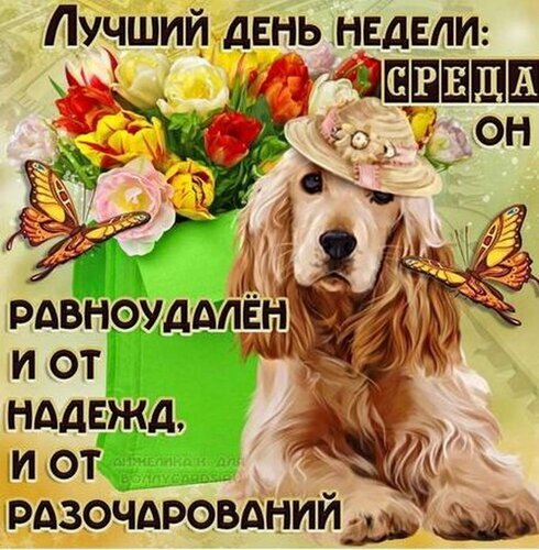 Позитивная открытка на среду с милым золотистым спаниелем, цветами и бабочками. Вдохновляющая цитата о лучшем дне недели для хорошего настроения. Открытка Лучший день недели Среда-он равноудален от надежд и от разочарований. Яркая и позитивная открытка к среде. На изображении изображен милый золотистый спаниель в элегантной шляпке, окруженный пышным букетом разноцветных тюльпанов и порхающими бабочками. На картинке размещен вдохновляющий текст на русском языке: «Лучший день недели: среда он равноудален и от надежд, и от разочарований»