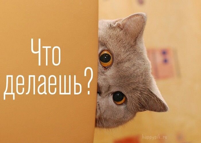 Забавный мем с любопытным серым котом, выглядывающим из-за угла. Текст: «Что делаешь?». Идеально для соцсетей и переписки. Открытка Что делаешь? Смешная и милая фотография серого кота, который выглядывает из-за края оранжевой поверхности. Кот смотрит широко открытыми желтыми глазами, создавая забавное и любопытное выражение мордочки. На изображении наложен текст на русском языке: «Что делаешь?», что делает картинку идеальным мемом для общения, переписки или публикации в социальных сетях