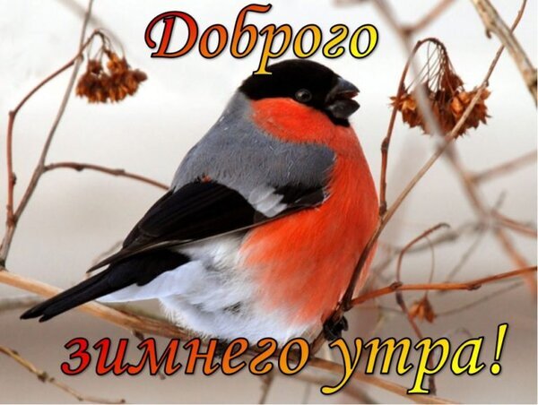 Открытка «Доброго зимнего утра!» с изображением яркого снегиря на ветке. Красивое зимнее пожелание для близких и друзей. Открытка Доброго зимнеео утра! Красочная поздравительная открытка с изображением милого снегиря, сидящего на ветке среди сухих растений на зимнем фоне. На картинке на русском языке написан текст: «Доброго зимнего утра!» Открытка «Доброго зимнего утра!» с изображением яркого снегиря на ветке. Красивое зимнее пожелание для близких и друзей. Открытка Доброго зимнеео утра! Красочная поздравительная открытка с изображением милого снегиря, сидящего на ветке среди сухих растений на зимнем фоне. На картинке на русском языке написан текст: «Доброго зимнего утра!»