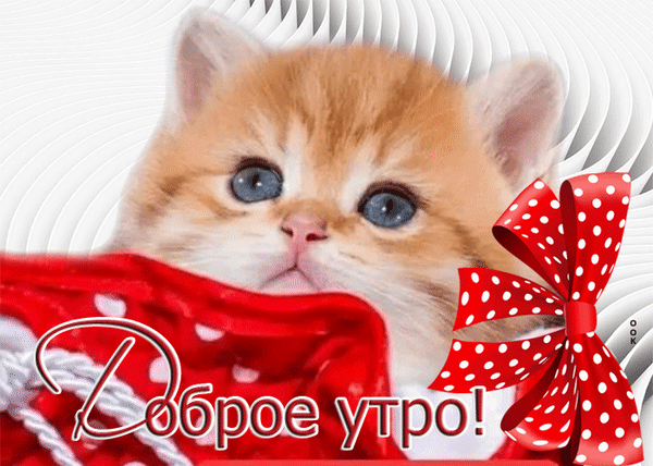 Милая открытка «Доброе утро!» с очаровательным рыжим котенком в красном банте. Идеальное пожелание доброго утра для близких и друзей. Анимированная открытка Доброе утро с котенком Милая открытка с рыжим котенком для доброго утра. На изображении очаровательный пушистый котенок с большими голубыми глазами, который выглядывает из красной корзинки или коробки, украшенной белыми горошинами и пышным красным бантом. На переднем плане красуется красивая надпись на русском языке «Доброе утро!»