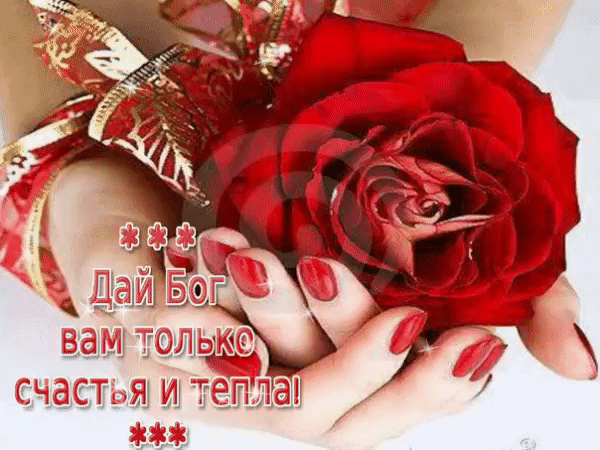 Красивая красная роза в женских руках с пожеланием счастья и тепла. Душевная открытка для поздравлений и добрых пожеланий близким. Анимированная открытка Дай Бог вам только счастья и тепла! Красивое и эмоциональное изображение с крупным планом пышной красной розы, которую нежно держат женские руки с аккуратным красным маникюром. Роза украшена декоративной золотистой лентой, создавая атмосферу праздника и любви. На картинке размещен теплый пожелательный текст на русском языке: «Дай Бог вам только счастья и тепла!»