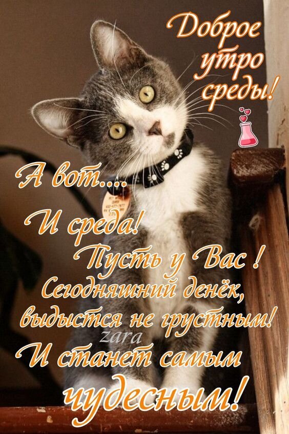 Доброе утро среды! Милая открытка с котенком и пожеланием чудесного, не грустного дня. Идеально для отправки друзьям и близким в мессенджерах. Открытка Доброе утро Среды! Милое изображение серого котенка с белыми пятнами, смотрящего вверх, с поздравительной надписью на русском языке. Картинка содержит пожелание доброго утра в среду, с текстом «Доброе утро среды! А вот... И среда! Пусть у Вас сегодняшний денек выдастся не грустным! И станет самым чудесным!»