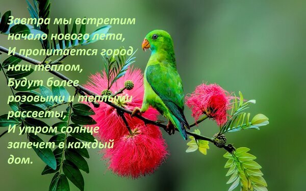 Последний день весны 31 мая. Яркая картинка с зеленым попугаем и розовыми цветами. На фото наложен текст о начале лета, теплых рассветах и солнечном утре. Вдохновляющая открытка. Открытка Завтра мы встретим начало нового лета, И пропитается город наш теплом, Будут более розовыми и теплым Красочное изображение с зеленым попугаем, сидящим на ветке с ярко-розовыми пушистыми цветами. На фоне — нежная зелень и размытый природный пейзаж. На картинке наложен поэтичный текст на русском языке о приходе лета, тепле и розовых рассветах