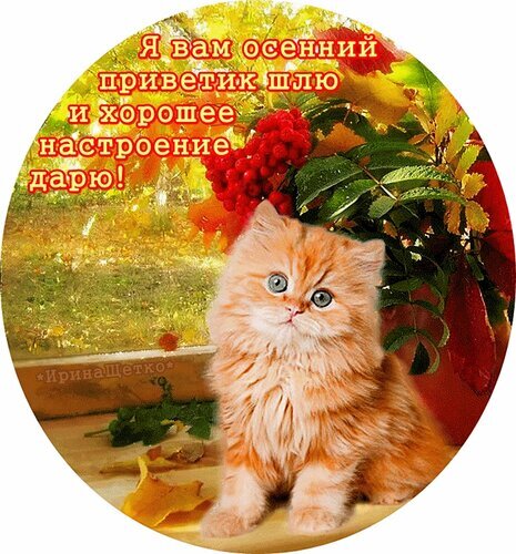 Милая осенняя открытка с рыжим котенком и рябиной. Надпись: Я вам осенний приветик шлю и хорошее настроение дарю!. Идеально для поднятия настроения! Открытка Я вам приветик шлю... Красочная круглая открытка с милым рыжим котенком на фоне осенней природы. На изображении запечатлен пушистый котенок, сидящий рядом с веткой рябины с яркими красными ягодами. Фон передает теплую осеннюю атмосферу с золотистой листвой. Поверх картинки нанесен поздравительный текст на русском языке: 