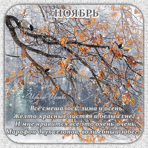 Осенне-зимняя открытка «Ноябрь» с птицами на ветках, золотой листвой и первым снегом. Красивое изображение для передачи атмосферы смены сезонов. Анимированная открытка Ноябрь Все смешалось, зима и осень. Желто-красные листья и белый снег Уютная осенне-зимняя открытка с надписью «Ноябрь». На изображении запечатлен переходный период природы: ветви деревьев с золотисто-оранжевой листвой на фоне легкого первого снега. На ветках сидят маленькие птички, создавая атмосферу спокойствия. В нижней части картинки размещен поэтичный текст о смешении осени и зимы, желто-красных листьях и белом снеге