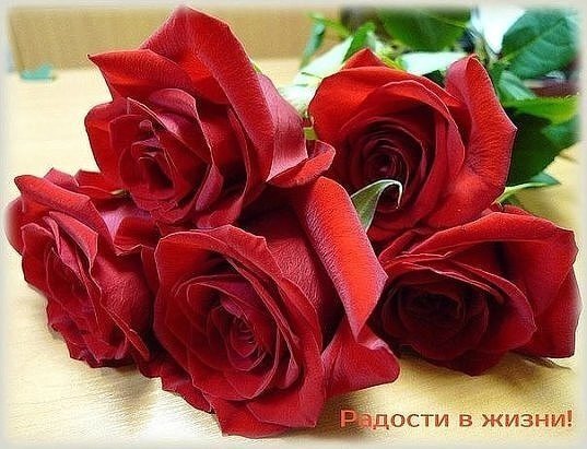 Букет роскошных красных роз крупным планом. Красивое изображение цветов с надписью «Радости в жизни!» для поздравлений и пожеланий любви и счастья. Открытка Радости в жизни! Красивый букет из нескольких роскошных красных роз крупным планом. Насыщенный алый цвет лепестков и нежная текстура бутонов создают атмосферу романтики, любви и праздника. Цветы расположены плотной группой на светлом фоне, что подчеркивает их глубину и яркость. Идеальное изображение для пожеланий счастья, признаний в любви или тематического оформления поздравлений