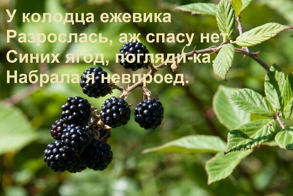 Спелая черная ежевика на ветке с зелеными листьями и текстом на украинском языке. Изображение лесных ягод и летнего урожая. Открытка У колодца ежевика Разрослась, аж спасу нет. Синих ягод, погляди-ка, Набрала я невпроед. Макросъемка спелых черных ягод ежевики на кусте с зелеными листьями. На изображении наложен текст на украинском языке, повествующий о сборе ягод у колодца. Иллюстрация передает атмосферу природы, лета и обильного урожая лесных ягод