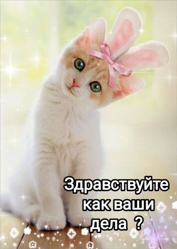 Милый белый котенок в заячьих ушках с надписью Здравствуйте, как ваши дела?. Нежная открытка-приветствие с блестками для соцсетей. Открытка Здравствуйте как ваши дела? Милое изображение пушистого белого котенка в розовых заячьих ушках с бантиком. На картинке расположена надпись на русском языке: 