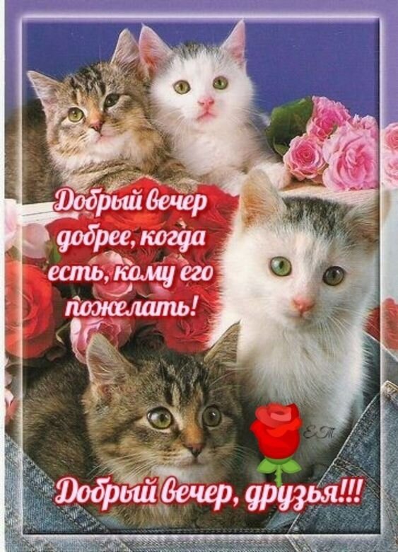 Милая открытка с котятами и розами. Текст: «Добрый вечер, друзья!!!» Идеальное пожелание доброго вечера для близких и друзей в соцсетях. Открытка Добрый вечер, друзья! Милая открытка с изображением четверых пушистых котят на фоне красивых розовых роз. На картинке размещен текст на русском языке: «Добрый вечер добрее, когда есть, кому его пожелать!» и «Добрый вечер, друзья!!!». Изображение наполнено уютом, нежностью и теплом, идеально подходит для отправки друзьям и близким в мессенджерах или социальных сетях для создания хорошего настроения в вечернее время