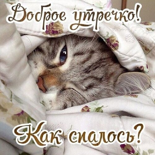 Милая открытка «Доброе утречко! Как спалось?» с уютным заспанным котом под одеялом. Идеально для доброго утра в соцсетях и мессенджерах. Открытка Доброе утречко! Как спалось? Милая открытка с заспанным полосатым котом, уютно устроившимся под теплым одеялом с цветочным принтом. На изображении расположены надписи на русском языке: «Доброе утречко!» сверху и «Как спалось?» снизу. Идеальное изображение для отправки друзьям и близким в мессенджерах, чтобы пожелать доброго утра и спросить о самочувствии после сна