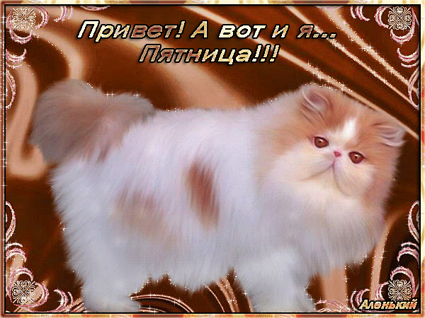 Милый пушистый котенок с надписью «Привет! А вот и я... Пятница!!!». Идеальная поздравительная картинка для соцсетей и мессенджеров, чтобы пожелать хорошей пятницы. Анимированная открытка Привет! А вот и я... Пятница! Милое изображение пушистого персидского котенка белого цвета с рыжеватыми пятнами на фоне коричневого декоративного узора. На картинке расположен текст на русском языке: «Привет! А вот и я... Пятница!!!», что делает ее идеальным поздравительным открытием для мессенджеров и социальных сетей, чтобы поздравить друзей с наступлением пятницы и выходных