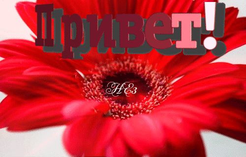 Яркая красная гербера с крупной надписью «Привет!». Красивая приветственная открытка в цветочном стиле для позитивного настроения и пожеланий. Анимированная открытка Привет! Красивое и яркое изображение крупным планом красной герберы с надписью «Привет!» на фоне лепестков. Сочное красное цветок с детальной текстурой центральной части создает позитивное и дружелюбное настроение. Идеально подходит для использования в качестве поздравительной открытки, приветственного сообщения в социальных сетях или эмоционального фона для веб-дизайна