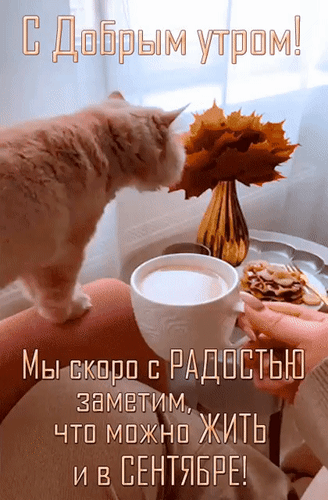 Осенняя открытка «С добрым утром!»: рыжий кот, чашка кофе и уютная фраза о сентябре. Идеально для создания осеннего настроения и добрых пожеланий. Анимированная открытка С добрым утром! Мы скоро с радостью заметим, что можно жить и в сентябре! Уютная осенняя открытка с надписью «С добрым утром!». На изображении пушистый рыжий кот, чашка теплого молока или кофе и осенний декор в виде золотого листа. Внизу добавлена вдохновляющая цитата: «Мы скоро с радостью заметим, что можно жить и в сентябре!»