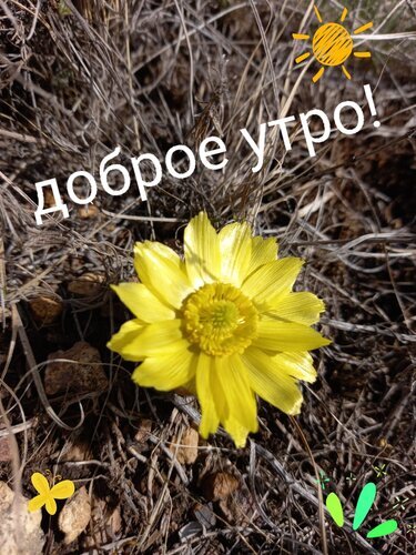 Поздравительная открытка «Доброе утро!» с красивым желтым цветком, солнцем и бабочкой на фоне природы. Теплое и позитивное пожелание на каждый день. Открытка Доброе утро Красивая поздравительная открытка с надписью «доброе утро!» на фоне полевых трав. В центре композиции — ярко-желтый распустившийся цветок, освещенный солнцем. Изображение дополнено милыми элементами: нарисованным солнышком в углу и маленькой бабочкой