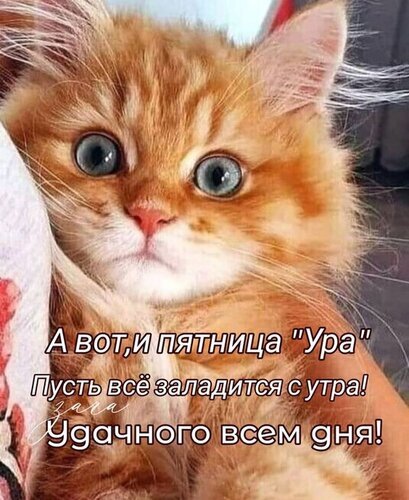 Милый рыжий котенок с пожеланием отличной пятницы и удачного дня. Позитивная картинка-открытка для поднятия настроения в соцсетях. Открытка А вот и пятница! Ура! Удачного всем дня! Милое изображение рыжего котенка с большими выразительными глазами, на котором наложен текст на русском языке: А вот, и пятница Ура Пусть все заладится с утра! Удачного всем дня!. Картинка идеально подходит для использования в качестве позитивного статуса, открытки или мема для поднятия настроения в пятницу утром