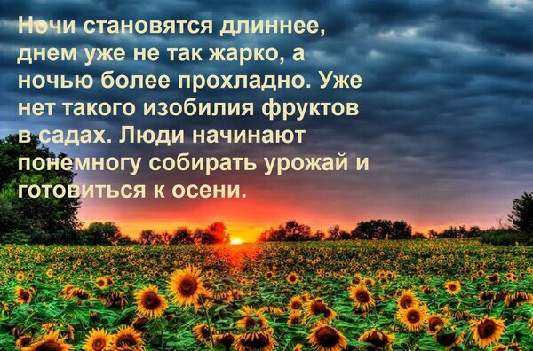 Пейзаж с полем подсолнухов на закате и текстом об осени. Атмосферное фото, символизирующее смену сезонов, сбор урожая и приход прохладной осенней погоды. Открытка Ночи становятся длиннее, днем уже не так жарко, а ночью более прохладно. Уже нет такого изобилия фру Живописный пейзаж с полем подсолнухов на закате под драматичным облачным небом. Текст на изображении повествует о наступлении осени, изменении погоды и сборе урожая. Атмосферное фото передает переход от летней жары к прохладным осенним вечерам, символизируя смену сезонов и завершение сельскохозяйственного цикла