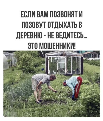 Смешной мем про дачный отдых: «Если позовут в деревню — не ведитесь, это мошенники!». Ироничная картинка про тяжелые будни на огороде и грядках. Открытка Если вас зовут в деревню не ведитесь это мошенники Юмористический мем с ироничной надписью на русском языке: «Если вам позвонят и позовут отдыхать в деревню — не ведитесь... это мошенники!». На фоне изображены двое людей (мужчина и женщина), занимающихся тяжелым физическим трудом на дачном участке. Видны грядки, зелень и теплицы. Картинка высмеивает стереотип о том, что отдых в деревне — это не расслабление, а бесконечная работа на огороде