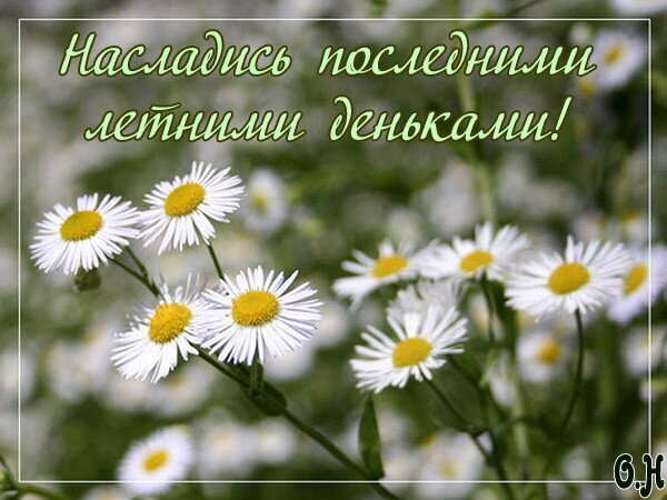 Красивая открытка с ромашками и надписью «Насладись последними летними деньками!». Идеальное летнее пожелание и вдохновляющая картинка для соцсетей. Открытка Насладись последними летними деньками! Красивая открытка с изображением полевых ромашек на фоне природы. На картинке нанесена вдохновляющая надпись на русском языке: 
