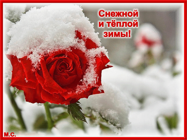 Красивая красная роза под снегом с надписью «Снежной и теплой зимы!». Зимняя открытка для поздравлений и пожеланий тепла в холодную зиму. Анимированная открытка Снежной и теплой зимы!, (М. С.) Красивое праздничное изображение красной розы, покрытой пушистым белым снегом, на фоне зимнего пейзажа. На картинке расположена поздравительная надпись на русском языке: «Снежной и теплой зимы!»
