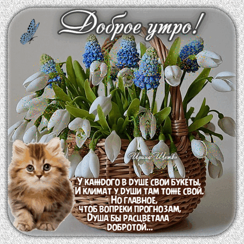 Доброе утро! Красивая открытка с букетом подснежников, мускари и милым котенком. Вдохновляющая цитата о доброте для хорошего настроения на весь день. Анимированная открытка Доброе утро! У каждого в душе свои букеты Красивая поздравительная открытка на доброе утро с нежным букетом мускари и подснежников в плетеной корзине. На переднем плане — милый пушистый котенок. На картинке размещена вдохновляющая цитата о том, что у каждого в душе свои букеты и климат, и важно, чтобы душа расцветала добротой