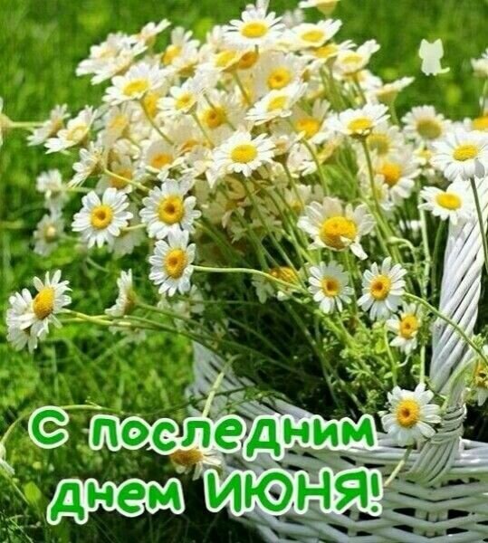 Букет белых ромашек в корзинке с надписью С последним днем июня!. Красивое летнее поздравление для соцсетей и мессенджеров. Открытка С последним днем июня! Красивое и яркое изображение букета белоснежных ромашек в белой плетеной корзинке на фоне зеленой травы. На картинке наложена поздравительная надпись на русском языке: 