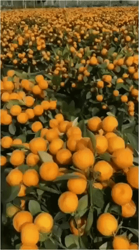 Бескрайнее поле спелых мандаринов на деревьях. Крупный план сочных оранжевых цитрусовых плодов среди зеленой листвы на солнечной плантации. Анимированная открытка Нет текста Поле спелых сочных мандаринов или апельсинов, растущих на деревьях среди густой зеленой листвы. Масштабный вид на цитрусовую плантацию с обилием золотисто-оранжевых плодов, залитых солнечным светом