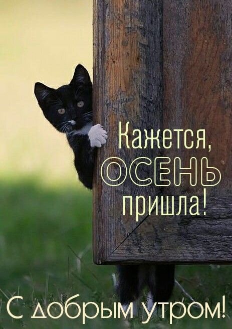 Милая открытка с черным котенком: «Кажется, ОСЕНЬ пришла! С добрым утром!». Осеннее приветствие для соцсетей и мессенджеров. Открытка Кажется Осень пришла! С добрым утром! Милая открытка с черным котенком, выглядывающим из-за деревянного забора. На изображении нанесена надпись на русском языке: «Кажется, ОСЕНЬ пришла!» и пожелание «С добрым утром!»