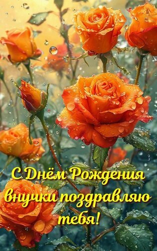 Красивая открытка с оранжевыми розами и каплями росы. Поздравление для внучки с днем рождения на русском языке. Идеально для WhatsApp и соцсетей. Открытка С Днем Рождения внучки поздравляю тебя! Красивая открытка с ярко-оранжевыми розами, покрытыми каплями росы, для поздравления внучки с днем рождения