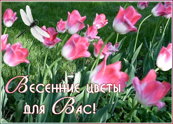 Весенние розовые тюльпаны и летящая стрекоза с надписью «Весенние цветы для Вас!». Красивая открытка для поздравлений с весной и праздниками. Анимированная открытка Весенние цветы для Вас! Красочный весенний натюрморт с ярко-розовыми тюльпанами в цветущем саду. На фоне нежных лепестков запечатлен изящный летящий стрекоз на фоне зеленой травы