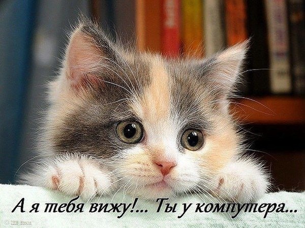 Забавный мем с милым котенком: «А я тебя вижу!... Ты у компьютера...». Смешная картинка для настроения и соцсетей. Открытка А я тебя вижу!... Ты у компутера... Милое изображение пушистого трехцветного котенка крупным планом с любопытным взглядом. Котенок смотрит прямо в камеру, создавая эффект присутствия. На переднем плане наложена забавная надпись на русском языке: «А я тебя вижу!... Ты у компьютера...»
