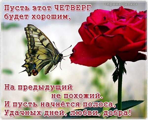 Красивая открытка на четверг с красной розой и бабочкой. Пожелание хорошего дня, любви и удачи. Вдохновляющая картинка для доброго настроения! Открытка Пусть этот Четверг будет хорошим, ... Красивая поздравительная открытка к четвергу с изображением крупного красного цветка розы и изящной бабочки на светлом фоне. На картинке размещен вдохновляющий текст на русском языке: «Пусть этот ЧЕТВЕРГ будет хорошим, на предыдущий не похожий. И пусть начнется полоса удачных дней, любви, добра!»