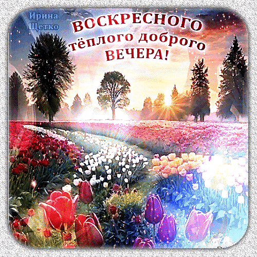 Красивая открытка с пожеланием доброго воскресного вечера. Цветущие тюльпаны, закат и уютный весенний пейзаж для душевного поздравления близких. Анимированная открытка Воскресного теплого доброго Вечера! Красочная открытка с пожеланием теплого и доброго воскресного вечера. На изображении представлен живописный весенний пейзаж: цветущее поле с яркими тюльпанами красного, белого и желтого цветов, уходящее вдаль к лесу. На заднем плане видны силуэты деревьев и мягкие лучи заходящего солнца, создающие атмосферу уюта, спокойствия и душевного тепла