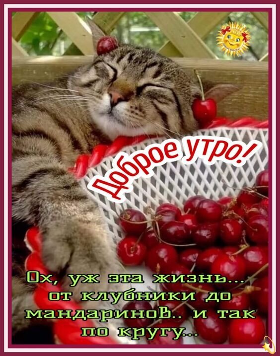 Милая открытка «Доброе утро» со спящим котиком и красными вишнями. Забавный текст про жизненный цикл от клубники до мандаринов. Идеально для соцсетей. Открытка Доброе утро! Ох, уж эта жизнь-от клубники до мандаринки... и так по кругу... Милая и уютная картинка с изображением спящего полосатого котика, отдыхающего среди спелых красных вишен. На изображении наложен текст на русском языке: «Доброе утро! Ох, уж эта жизнь... от клубники до мандаринов.. и так по кругу...»