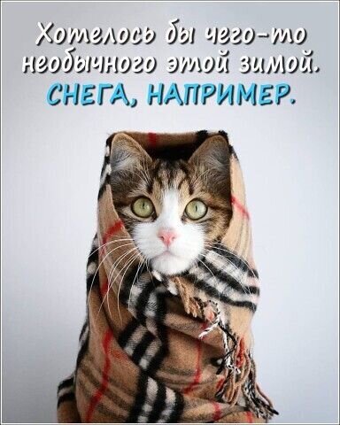 Милый кот в теплом пледе с забавной надписью про зиму и снег. Ироничная зимняя картинка-мем для настроения и соцсетей. Открытка Хотелось бы чего-то необычного этой зимой. Снега, например. Милое и забавное изображение кота, закутанного в теплый клетчатый плед, напоминающий шарф. Кот смотрит прямо в камеру с серьезным и выразительным взглядом. На фоне расположена шутливая надпись на русском языке: 