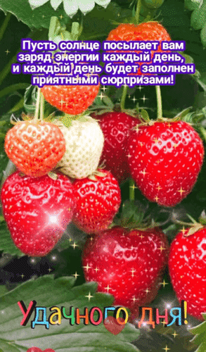 Красивая открытка с сочной клубникой и пожеланием «Удачного дня!». Яркая картинка с добрыми словами для отличного настроения и заряда энергии каждый день. Анимированная открытка Удачного дня Яркая и позитивная открытка с изображением спелых, сочных красных клубничных ягод на зеленом фоне. На изображении наложен вдохновляющий текст на русском языке: «Пусть солнце посылает вам заряд энергии каждый день, и каждый день будет заполнен приятными сюрпризами!» и приветствие «Удачного дня!» внизу. Картинка украшена мерцающими искрами и бликами, создающими атмосферу радости, тепла и летнего настроения