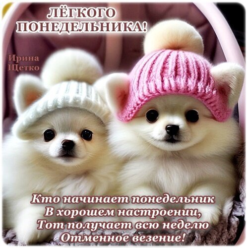 Милые щенки шпица в шапочках с пожеланием легкого понедельника и удачи на всю неделю. Добрая картинка для поднятия настроения в начале недели. Открытка Легкого понедельника! Милое изображение двух пушистых белых щенков Померанского шпица в розовой и голубой вязаных шапочках с ушками. На картинке размещен вдохновляющий текст на русском языке: «Легкого понедельника! Кто начинает понедельник в хорошем настроении, тот получает всю неделю отменное везение!»