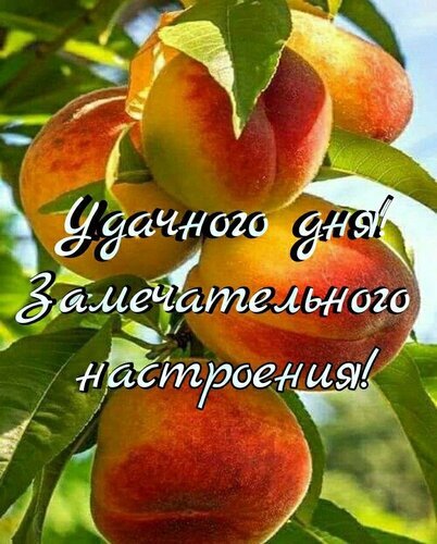 Красивая открытка с сочными персиками и пожеланием: «Удачного дня! Замечательного настроения!». Идеально для доброго утра и позитивного настроя. Открытка Удачного дня Яркая и аппетитная картинка с сочными спелыми персиками, растущими на ветке с зелеными листьями. На изображении наложен поздравительный текст на русском языке: «Удачного дня! Замечательного настроения!». Изображение наполнено солнечным светом, создавая атмосферу тепла, лета и позитива