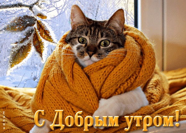 Милый котик в теплом желтом шарфе на фоне зимнего окна. Картинка с надписью С Добрым утром! для создания уютного настроения и добрых пожеланий. Анимированная открытка С добрым утром! Милое и уютное изображение пушистого полосатого котика, бережно укутанного в теплый вязаный шарф горчичного цвета. Кот смотрит прямо в камеру, создавая ощущение тепла и комфорта. На заднем плане виден заснеженный подоконник, что подчеркивает зимнюю атмосферу. В нижней части картинки расположена красивая надпись золотистыми буквами: 