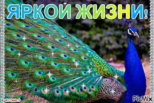 Яркое изображение павлина с расправленным хвостом и надписью «ЯРКОЙ ЖИЗНИ!». Праздничная и вдохновляющая картинка с мерцающими эффектами и насыщенными цветами. Анимированная открытка Яркой жизни! хвост павлина Красочное изображение павлина с расправленным пышным хвостом, украшенным яркими «глазками» и мерцающими искрами. На картинке присутствует надпись «ЯРКОЙ ЖИЗНИ!» крупными светлыми буквами с цветным градиентом. Изображение наполнено сочными синими и зелеными оттенками, создавая атмосферу праздника, роскоши и жизненной энергии