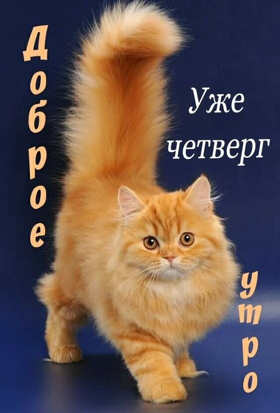 Милая открытка с рыжим котиком: «Доброе утро, уже четверг!». Очаровательное изображение для позитивного настроения и пожелания хорошего дня. Открытка Доброе утро четверга! Милая открытка с пушистым рыжим котом для пожелания доброго утра в четверг. На изображении запечатлен очаровательный длинношерстный котенок золотистого окраса на темно-синем фоне. Текст на русском языке гласит: «Доброе утро, уже четверг»