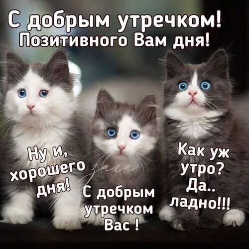 Милая открытка с котятами: пожелание доброго утра и позитивного дня. Забавная картинка для настроения, которую можно отправить друзьям и близким. Открытка С добрым утром! Позитивного дня! Милая и забавная картинка с тремя пушистыми котятами серо-белого окраса с голубыми глазами. На изображении расположен приветственный текст на русском языке: «С добрым утречком! Позитивного Вам дня!», а также шутливые подписи: «Ну и, хорошего дня!», «Как уж утро? Да.. ладно!!!» и «С добрым утречком Вас!» Милая открытка с котятами: пожелание доброго утра и позитивного дня. Забавная картинка для настроения, которую можно отправить друзьям и близким. Открытка С добрым утром! Позитивного дня! Милая и забавная картинка с тремя пушистыми котятами серо-белого окраса с голубыми глазами. На изображении расположен приветственный текст на русском языке: «С добрым утречком! Позитивного Вам дня!», а также шутливые подписи: «Ну и, хорошего дня!», «Как уж утро? Да.. ладно!!!» и «С добрым утречком Вас!»